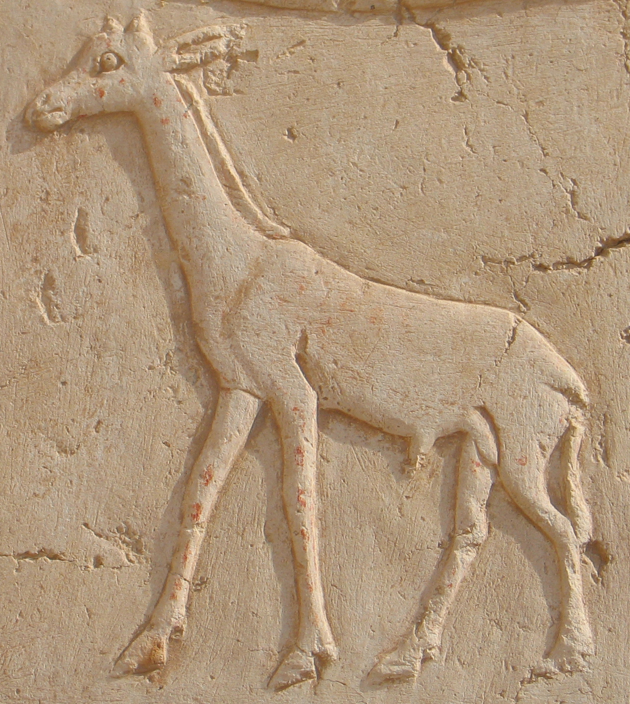 A hieroglyph of a giraffe carved on the northern wall. Photo J. Iwaszczuk